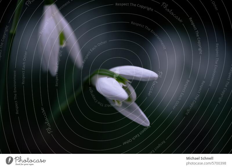 Schneeglöckchen Schneeglöckchenblüte Frühling Blüte Blume weiß grün Blühend Frühlingsgefühle Schwache Tiefenschärfe natürlich Frühblüher zwei Frühlingsblume