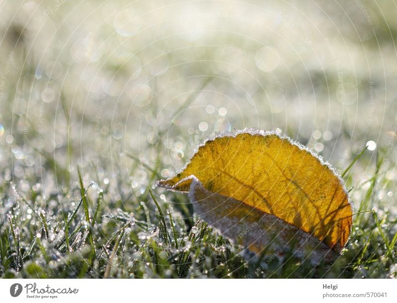 Winterzauber... Umwelt Natur Pflanze Eis Frost Gras Blatt Grünpflanze Blattadern Garten Wiese glänzend leuchten liegen ästhetisch außergewöhnlich schön kalt