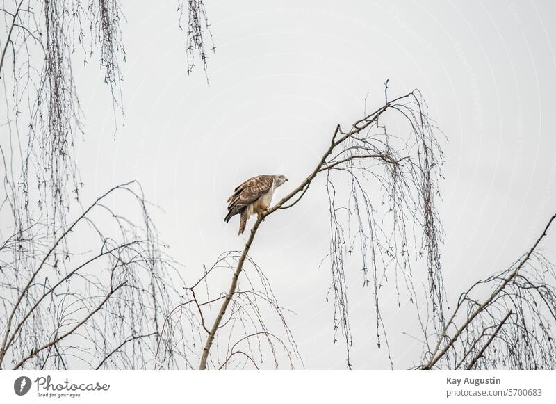 Mäusebussard im Laubbaum Greifvogel Natur Baum Buteo buteo Accipitriformes Gefingerte Flügel Lebensraum Gefieder Schnabelansatz Gelb Fauna Vogel Vogelwelt Ast