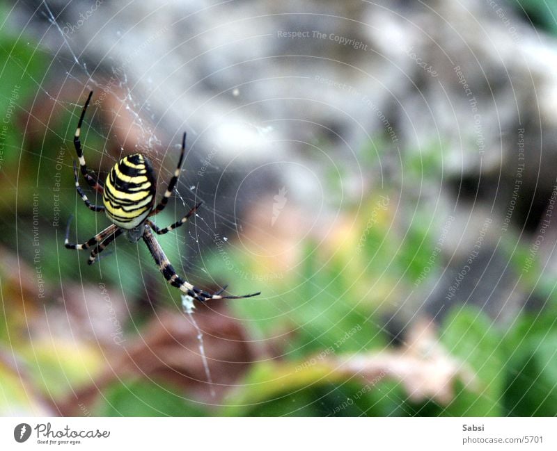 Wespenspinne Spinne Spinnennetz Insekt gestreift Beine Makroaufnahme