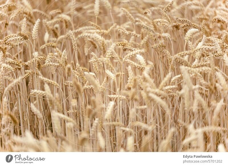 Goldener Weizen auf einem bestellten Feld Ackerbau Hintergrund schön Land Landschaft Bauernhof Gras grün Wiese natürlich Natur im Freien Pflanze ländlich gelb