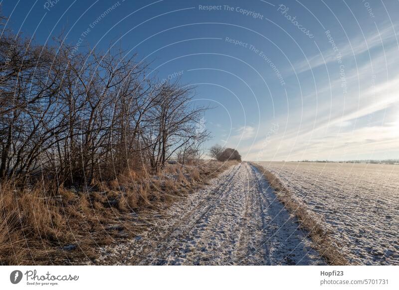 Landschaft im Winter Natur Außenaufnahme Farbfoto Umwelt Menschenleer Tag Wald Baum Pflanze Gedeckte Farben Wetter Licht Kontrast Schnee kalt Eis Frost weiß