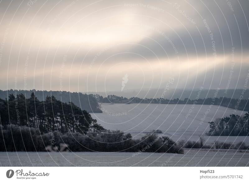 Landschaft im Winter Natur Außenaufnahme Farbfoto Umwelt Menschenleer Tag Wald Baum Pflanze Gedeckte Farben Wetter Licht Kontrast Schnee kalt Eis Frost weiß