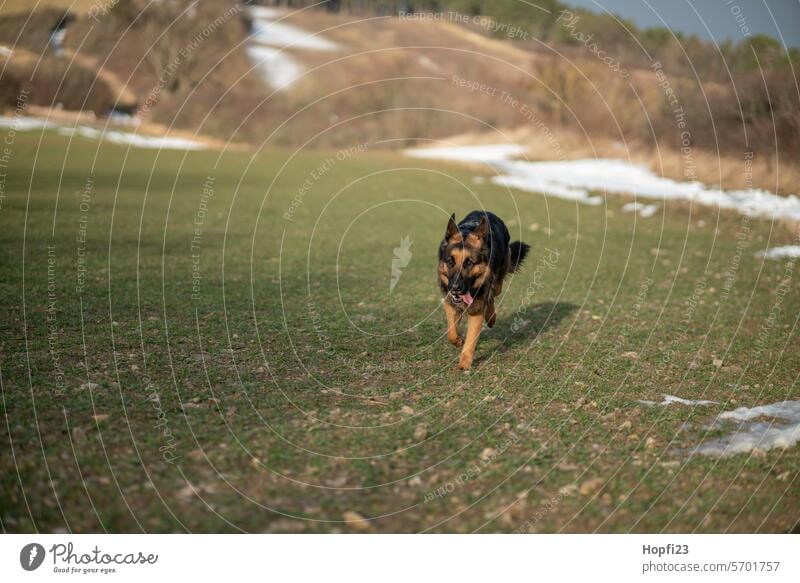 Rennender Schäferhund Deutscher Schäferhund schwarz braun Hund Haustier Tier Farbfoto Außenaufnahme Natur Wiese Fell Tag Schwache Tiefenschärfe Tierliebe