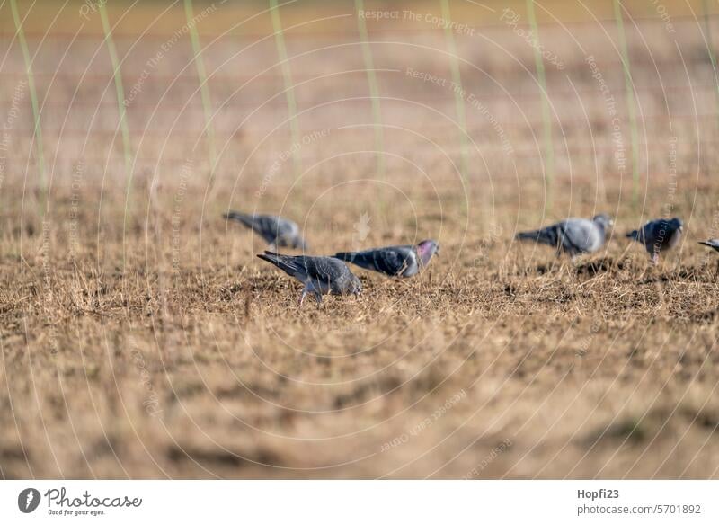 Tauben auf einer Wiese Vogel fliegen Flügel Feder Freiheit Tier Schnabel Außenaufnahme Farbfoto Natur Tag Wildtier Menschenleer Sonnenlicht Umwelt