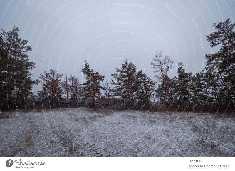 Landschaft im Winter Natur Außenaufnahme Farbfoto Umwelt Menschenleer Tag Wald Baum Pflanze Gedeckte Farben Wetter Licht Kontrast Schnee kalt Eis Frost weiß