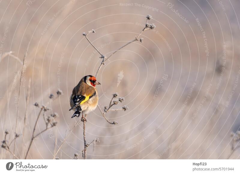 Stieglitz auf Futtersuche Vogel Natur Tier Außenaufnahme Farbfoto Wildtier Menschenleer Tag Umwelt 1 Schwache Tiefenschärfe Ganzkörperaufnahme sitzen braun