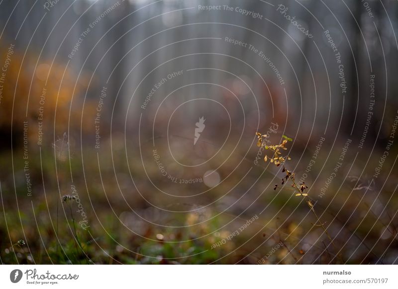 zart rauchig buntgrauer Herbst Freizeit & Hobby Joggen Yoga Kunst Natur Landschaft Pflanze Tier Wassertropfen Klima Wetter Nebel Baum Wald Erholung Traurigkeit