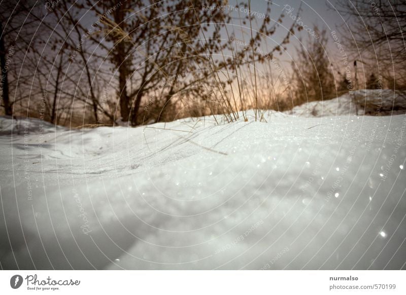 rechts Glitzer Winter Schnee Winterurlaub Natur Landschaft Klima Eis Frost Garten Park frieren glänzend fantastisch kalt Stimmung rein träumen Schneekristall