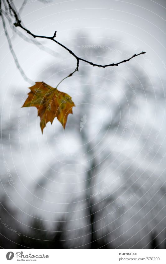 the Last Freizeit & Hobby Haus Garten Joggen Yoga Kunst Natur Pflanze Tier Herbst Winter Klima Wind Baum Blatt Park Wald Mantel beobachten festhalten hängen