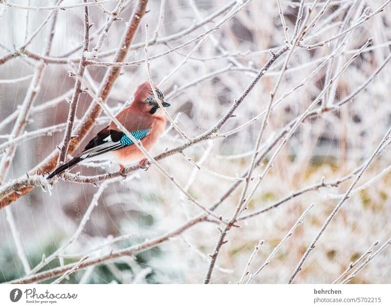 verzweigt frieren Schneeflocken Ornithologie Äste und Zweige winterlich Wintertag Winterzeit Winterstille Winterstimmung Tierporträt hübsch Tierschutz traumhaft