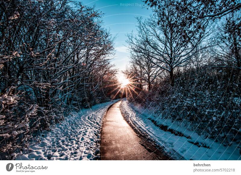 morgenstund Farbfoto schön verträumt idyllisch Schneedecke Schneelandschaft Winterspaziergang Wintertag Winterstimmung Heimat Baum Menschenleer Raureif