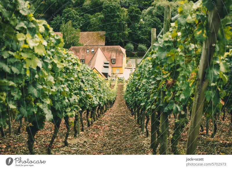 typisch deutsch | Lage, Boden und Klima der Weinberge Weinrebe Weinbau Hang Hausdach Vogelperspektive Laubbaum Landwirtschaft Reben Anbaugebiet Rebstöcke