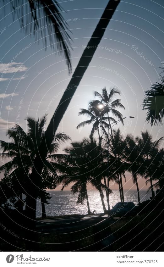 Autopista Las Américas Landschaft Sonne Sonnenlicht Schönes Wetter Pflanze Baum exotisch Meer Klischee Palme Palmenwedel Palmenstrand Palmentapete Promenade