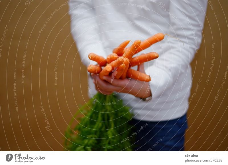 viele Möhrchen Lebensmittel Gemüse Essen Bioprodukte Vegetarische Ernährung Diät feminin Frau Erwachsene Hand Oberkörper 1 Mensch Gesundheit Gesundheitswesen