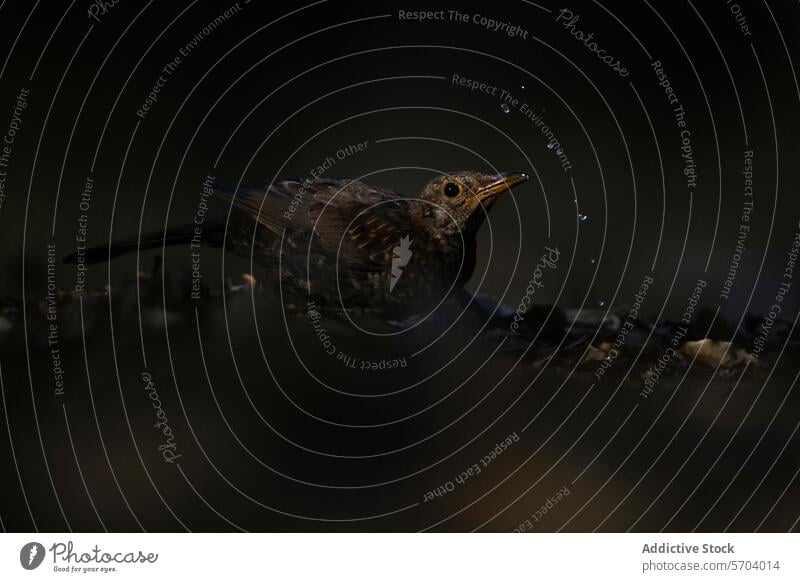 Amsel am Wasser in subtilem Licht, Turdus merula Turdus-Merula Vogel Tröpfchen gehockt Natur Tierwelt dunkel dezente Beleuchtung Fauna Federn Schnabel Auge