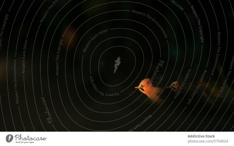 Zwei Eichelhäher tauchen aus dem Schatten des Waldes auf, beleuchtet von einem Sonnenstrahl eurasischer Eichelhäher Vogel Sonnenlicht Natur Tierwelt Paar