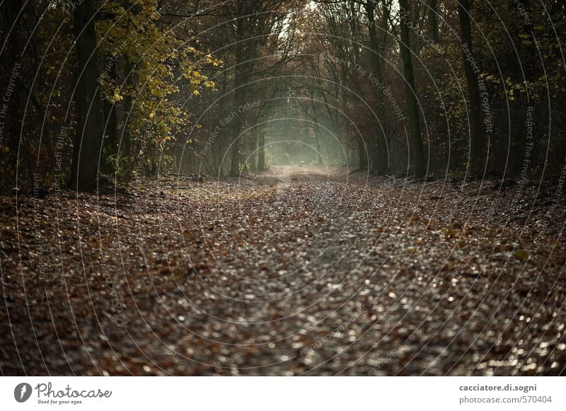 Geradeaus und durch Natur Herbst Wald Wege & Pfade bedrohlich dunkel gruselig braun schwarz ruhig bescheiden demütig Traurigkeit Sehnsucht Fernweh Enttäuschung