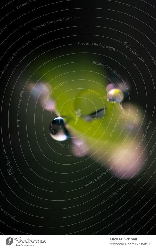 Kleine Tröpfchen an einem Grashalm anhänglich Anhänglichkeit Tropfen Natur Grashalme Wiese Pflanze Wassertropfen Tau Nahaufnahme Makroaufnahme nass