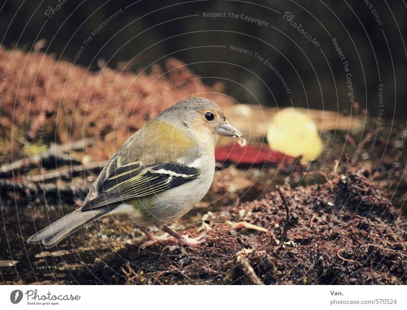 Futterneid Natur Tier Erde Herbst Wildtier Vogel Buchfink 1 Fressen klein braun gelb Feder Farbfoto mehrfarbig Außenaufnahme Menschenleer Tag Licht Kontrast