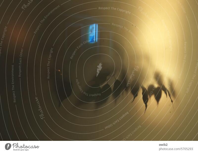 Mattscheibe Schaufenster Glas Glasscheibe Blätter Mattglas Milchglas dunkel abends künstliches Licht Hintergrundbeleuchtung Schatten schemenhaft Umriss