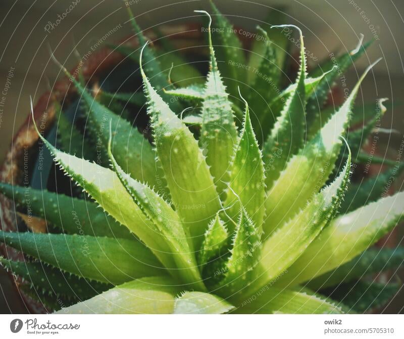 Spitzbube Aristaloe aristata Affodillgewächs Aloe Sukkulente dekorativ Stacheln Flora Dekoration & Verzierung Konsistenz stechend Zimmerpflanze ornamental