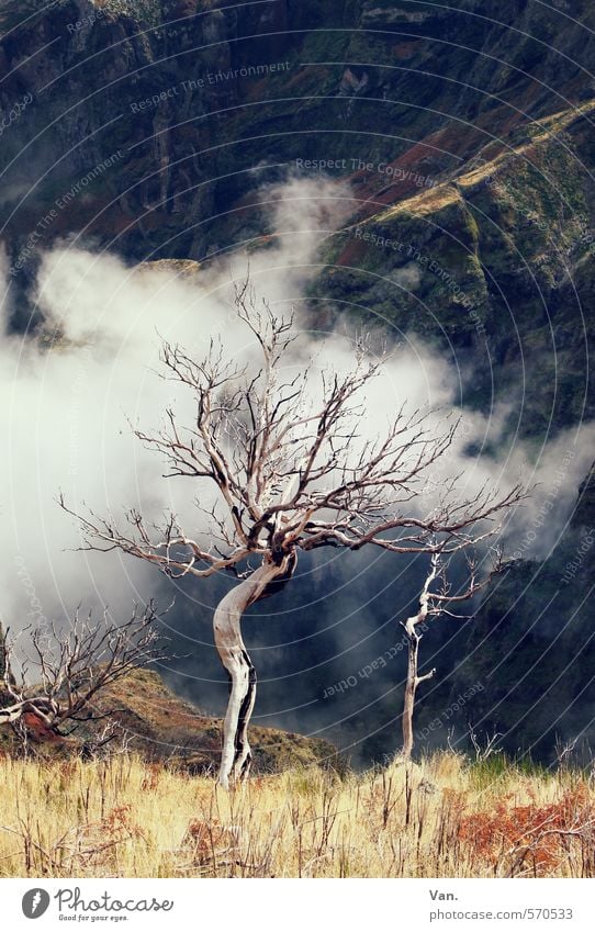 Geisterbaum Natur Pflanze Wolken Herbst Baum Gras Felsen Berge u. Gebirge alt gelb kahl Tod Farbfoto mehrfarbig Außenaufnahme Menschenleer Tag Kontrast