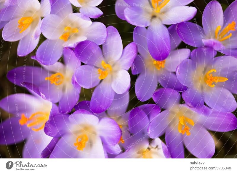 blühende Krokusse aus der Vogelperspektive Blumen Blüten Frühblüher Natur Frühling Frühlingsblumen Frühlingsgefühl blühende Frühlingsblumen Blütenblätter