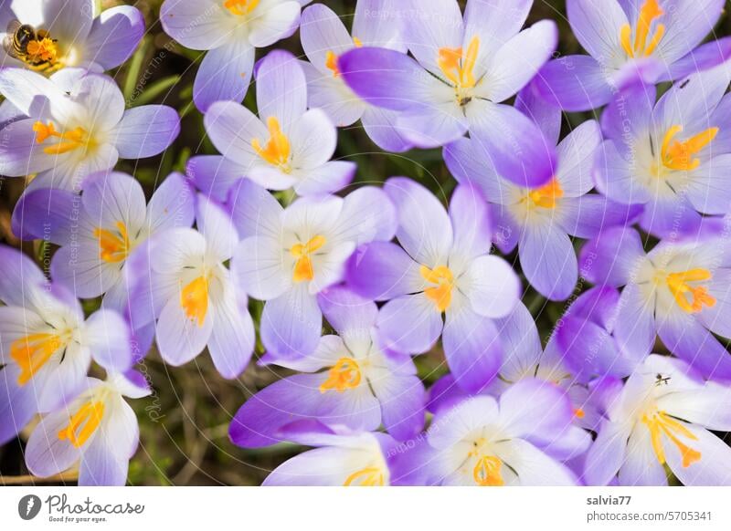 Für Bienen geöffnet Krokusse Blüten Frühling Frühblüher Natur Pflanze violett Blume Blühend Frühlingsblume Frühlingsgefühle Nahaufnahme Garten Park