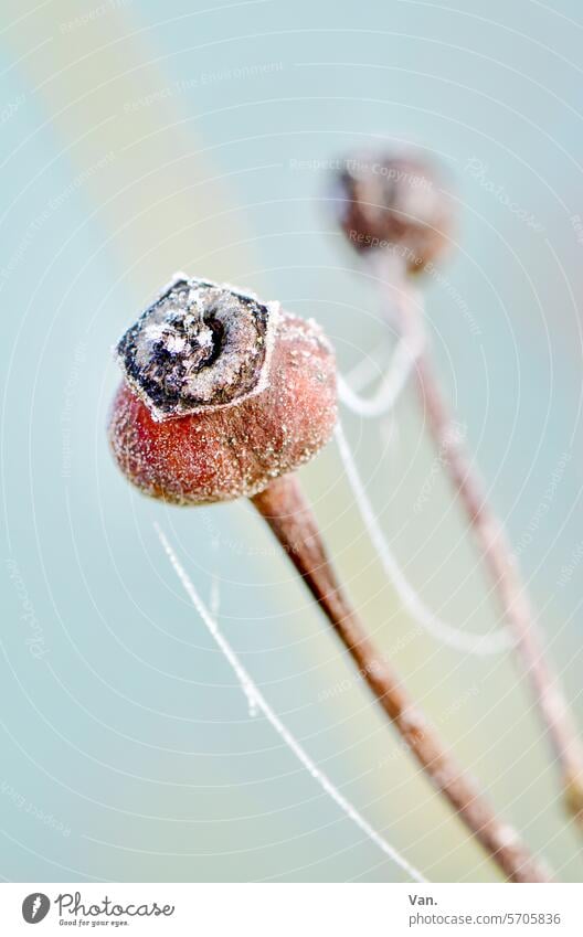 Hagebutte Frost Raureif kalt Winter gefroren Natur Außenaufnahme Nahaufnahme Kälte frostig winterlich Pflanze Menschenleer Farbfoto Detailaufnahme Makroaufnahme