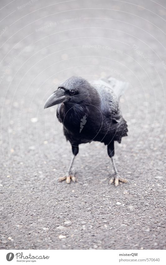 I.love.FV XI Kunst ästhetisch Rabenvögel Vogel Vogelperspektive schwarz Pechvogel Flügel Asphalt Schnabel Farbfoto Gedeckte Farben Außenaufnahme Nahaufnahme