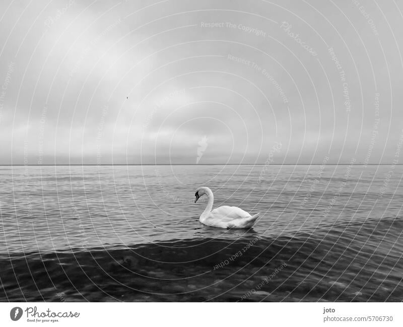 Schwan auf dem Meer Horizont Ostsee Weitsicht melancholie Einsamkeit allein anmutig elegant weiß schwanenhals Wasser Tier Vogel Feder schön Natur Trauer