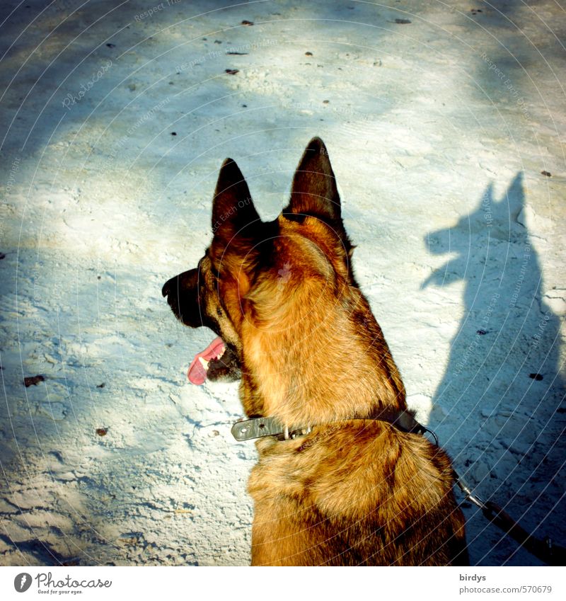 Schröder Sand Schönes Wetter Hund Deutscher Schäferhund 1 Tier Blick außergewöhnlich lustig Wachsamkeit Stolz Sinnesorgane hören atmen Schatten Farbfoto