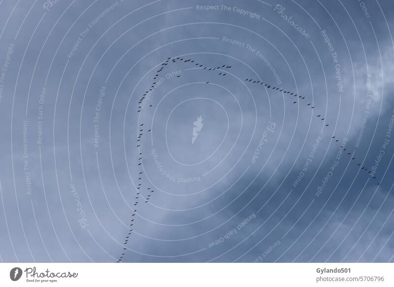 Formation von Kranichen am Himmel grauer Kranich eurasischer Kranich Kraniche am Himmel Formationsflug Kranichflug Zugvogel Vogelzug Wildvögel Vogelschwarm