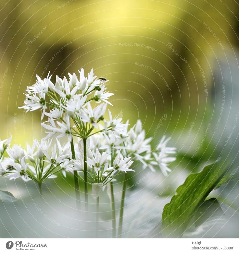 Bärlauchblüten Pflanze Frühblüher Waldboden Frühling Blühen Natur Außenaufnahme Menschenleer Schwache Tiefenschärfe natürlich Wildpflanze Nahaufnahme Farbfoto