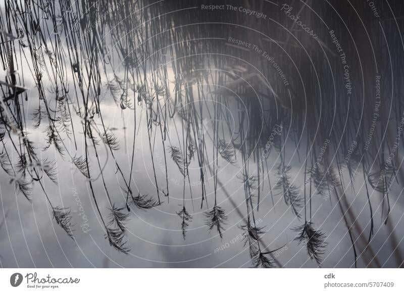 Schilfgras spiegelt sich auf der Wasseroberfläche im Biotop in der Dämmerung. Spiegelung Weiher Teich Tümpel Natur Reflexion & Spiegelung Idylle See Ruhe Umwelt