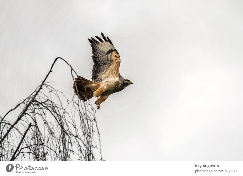 Mäusebussard im Flug Buteo buteo Greifvogel Accipitriformes Gefingerte Flügel Lebensraum Gefieder Schnabelansatz Gelb Fauna Natur Vogel Vogelwelt Ast Zweige