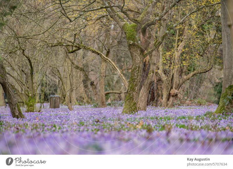 Frühlingsboten Frühlingsboten Krokusse Blütenstand Spargelartige Osterblume Pflanzen Flora Botanik Amaryllisgewächse Crocus vernus Frühlingsblume Rasenfläche