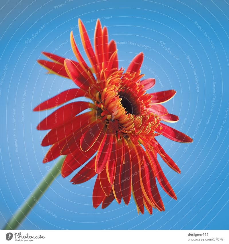 Gerbera vor Blau Blume rot Natur Digitalfotografie blau