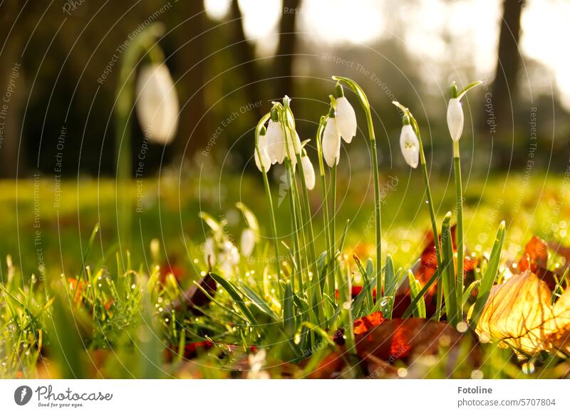 Schneeglöckchen läuten den Frühling ein. Die Wiese ist mit Morgentau benetzt und das Herbstlaub aus dem vergangenen Herbst schützt sie noch etwas vor der winterlichen Kälte.