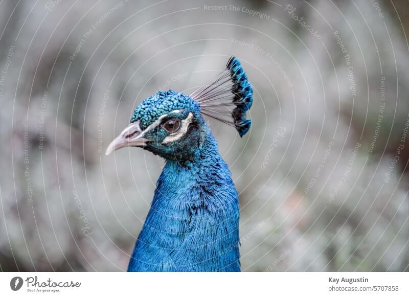 Blaue Pfau Pavo cristatus Blauer Pfau Hühnervögel Galliformes Asiatische Pfauen Vogel Tierwelt Vogelwelt ‎Fasanenartige Phasianidae Frühjahr Frühling