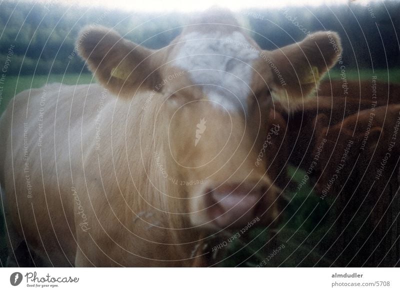 verträumte muh Kuh Alm Weichzeichner artgerechte tierhaltung angus rind