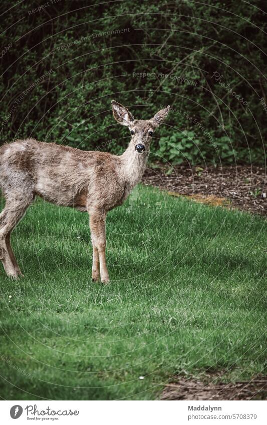 Ein Reh draußen in der Natur in einem grünen Park Hirsche Wildtier Tier Außenaufnahme Wald Gras Umwelt Farbfoto wild Tierporträt beobachten Landschaft natürlich