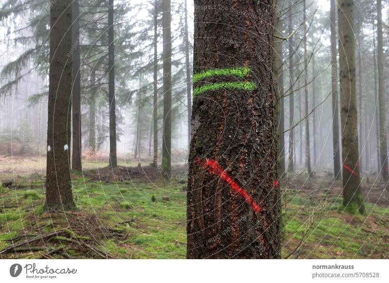 Baum Markierung markierung baumstamm wald zeichen natur symbolik detail baumrinde holzfällerarbeiten forstarbeit waldarbeiten naturrohstoff bauholz