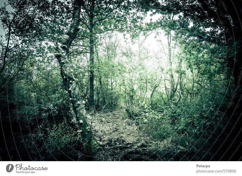 Zauberwald Abenteuer Tapete Umwelt Natur Landschaft Pflanze Herbst Wetter Nebel Baum Blatt Wald dunkel hell natürlich wild grün Angst Entsetzen geheimnisvoll