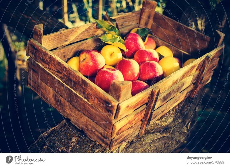 Äpfel in einer alten Holzkiste am Baum Frucht Apfel Sonne Garten Kind Natur Pflanze Herbst Gras Blatt Wachstum frisch klein retro gelb grün rot Tradition Kasten