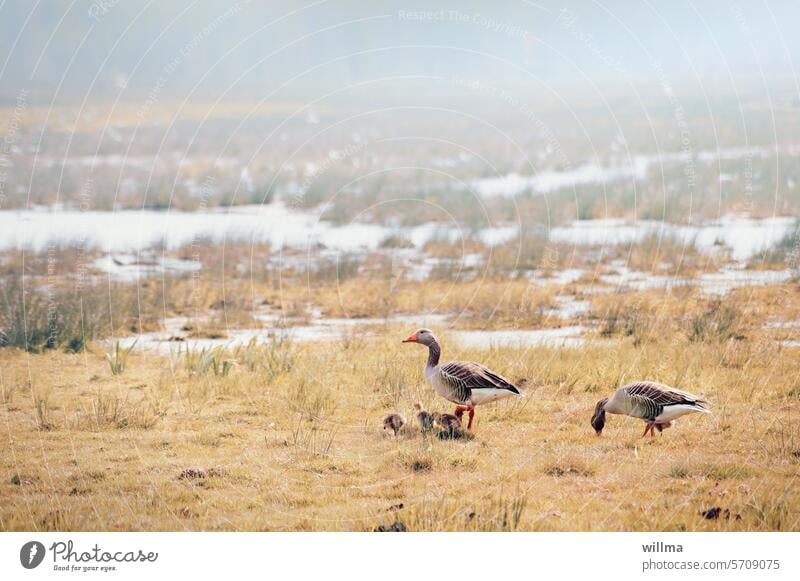 Sonntagsausflug der Familie Gans in den Feuchtwiesen Graugans Gänse Gänsefamilie Gänseküken Wiese Moor Federvieh Wildgänse Wildgans Wasservögel Feldgans