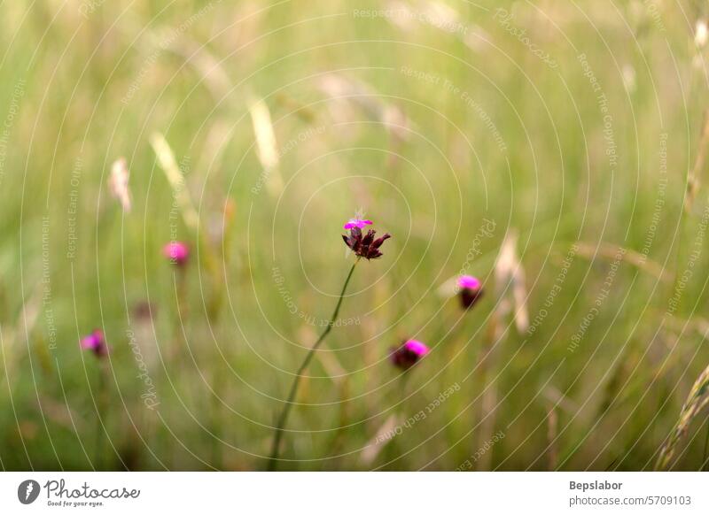 Blumen auf dem Land rosa Blumen Blumen auf dem Lande Natur Gras Vegetation Garten Blumenbeet Bokeh natürlich farbenfroh Blätter Blatt Duft Duftwasser