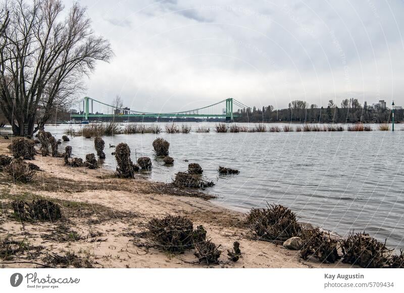 Kölsche Riviera Wasser Himmel Landschaft Strand Rheinufer Rheinbuhne Silberweide Bäume Botanik Rhein Hochwasser Uferzone Rheinufer Zone Rheinbrücke