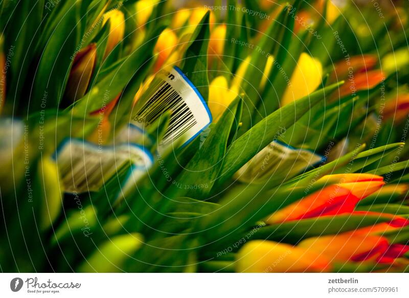 Tulpen im Supermarkt blume blumen blumenstrauss blüte bunt frühjahr frühling supermarkt tulpe tulpen tulpenblüte verpackung